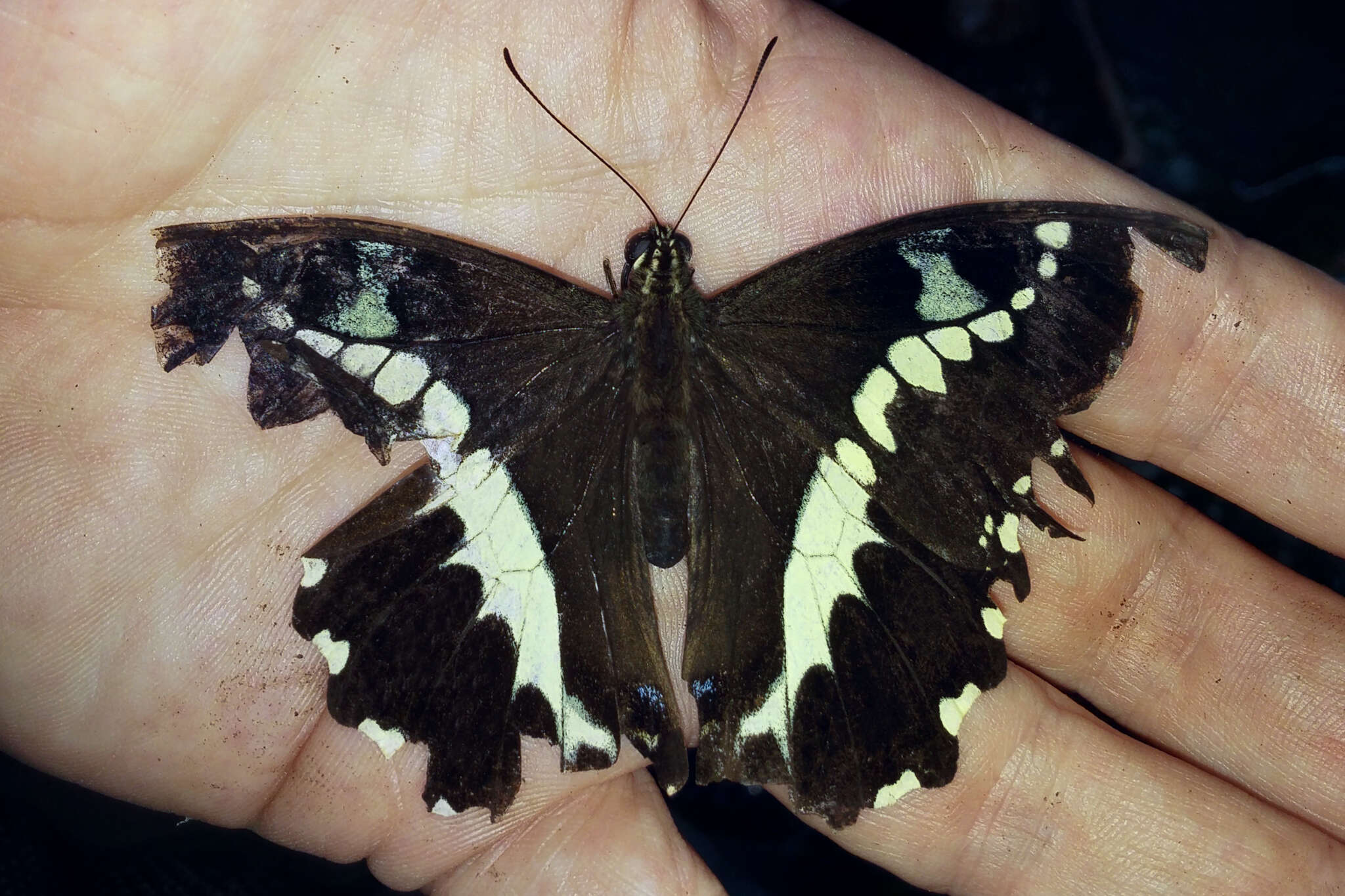 Image of Papilio delalandei Godart (1824)