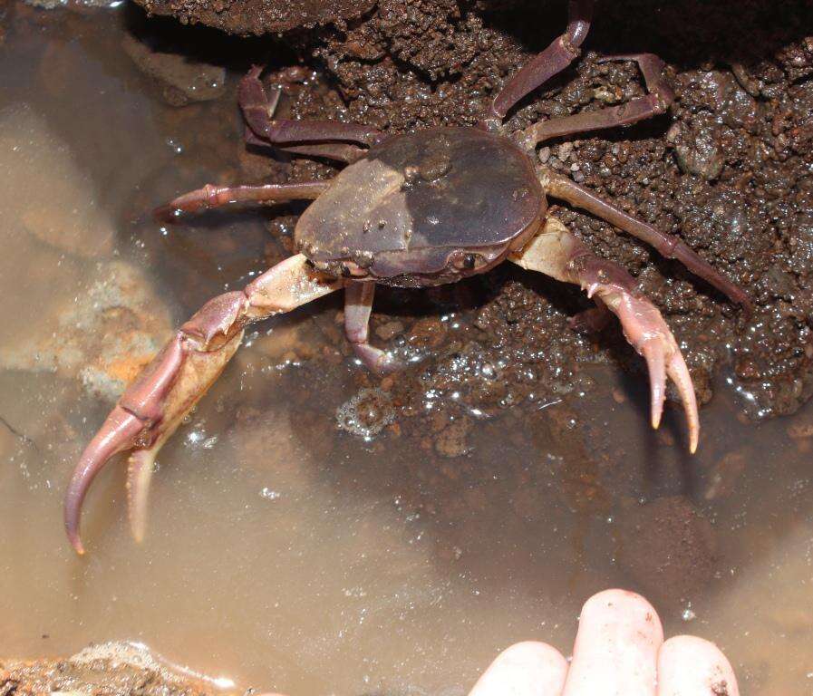 Image of Potamonautes clarus Gouws, Stewart & Coke 2000