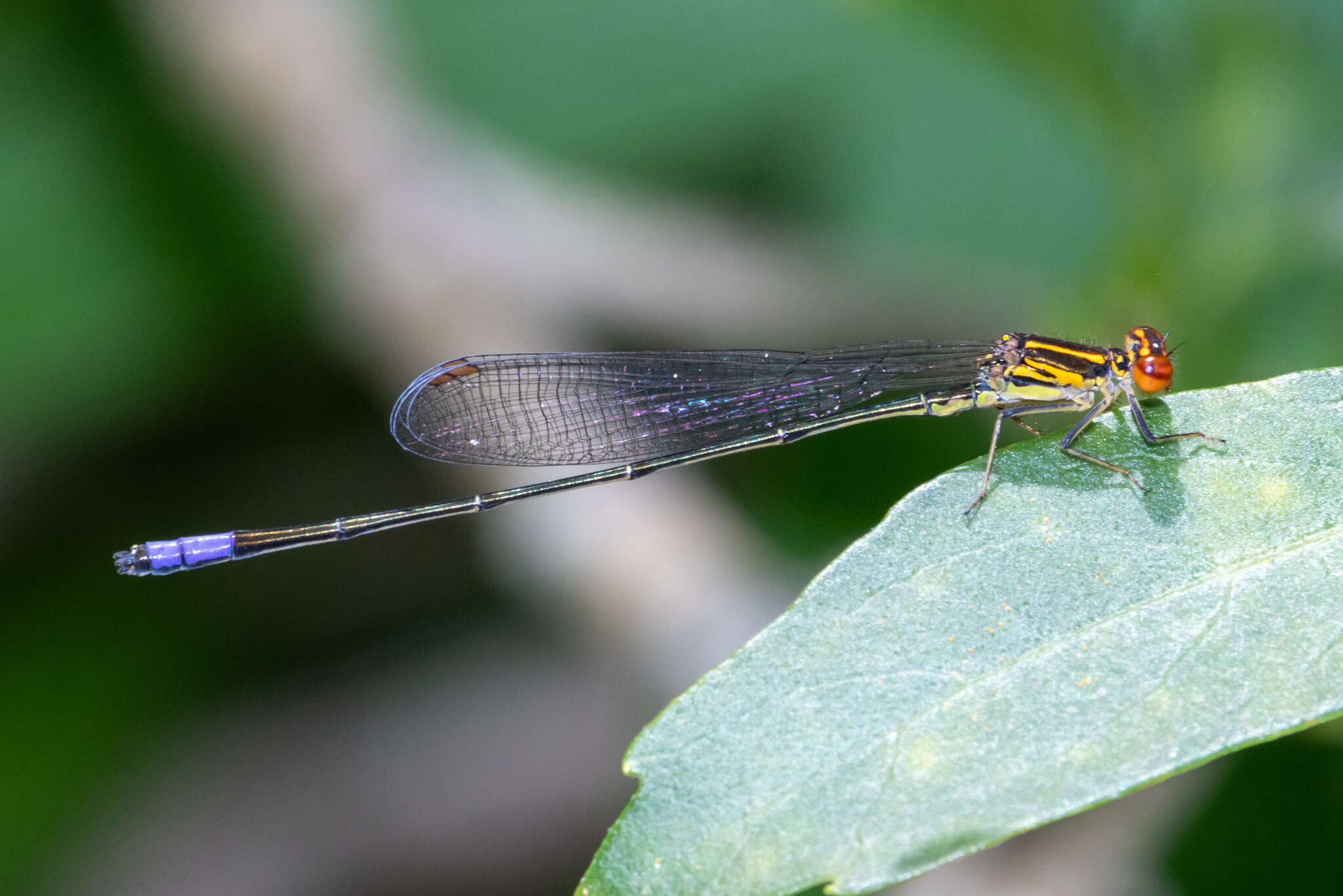 Image of <i>Pseudagrion <i>hageni</i></i> hageni