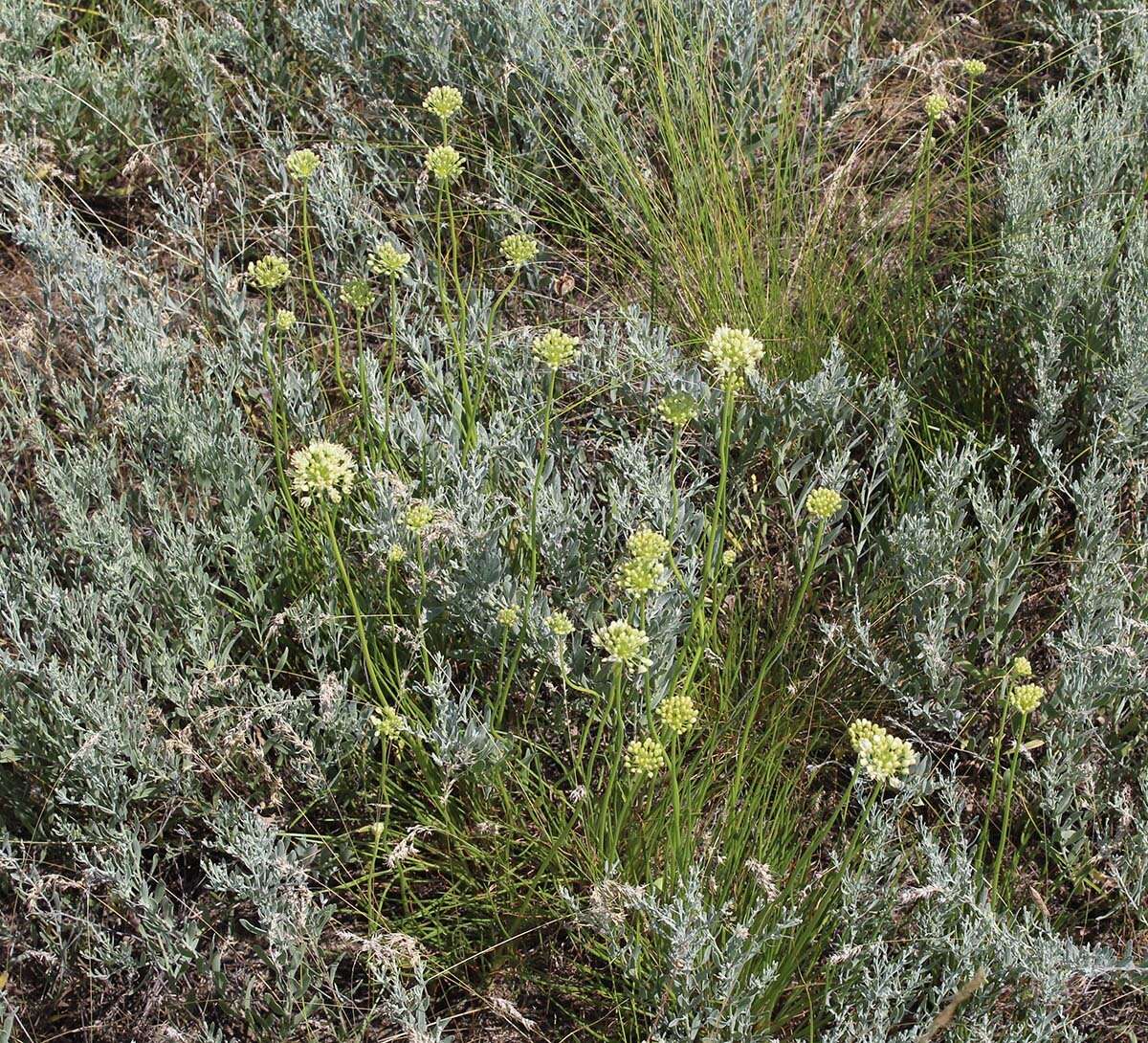 Image of Allium flavescens Besser