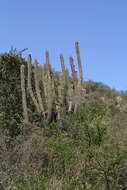 Echinopsis chiloensis (Colla) H. Friedrich & G. D. Rowley resmi