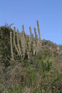 Image of Echinopsis chiloensis (Colla) H. Friedrich & G. D. Rowley