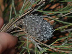 Image of Allocasuarina campestris (Diels) L. Johnson