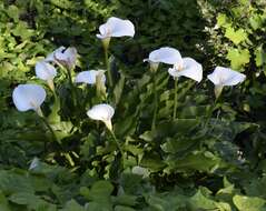 Image of calla lily