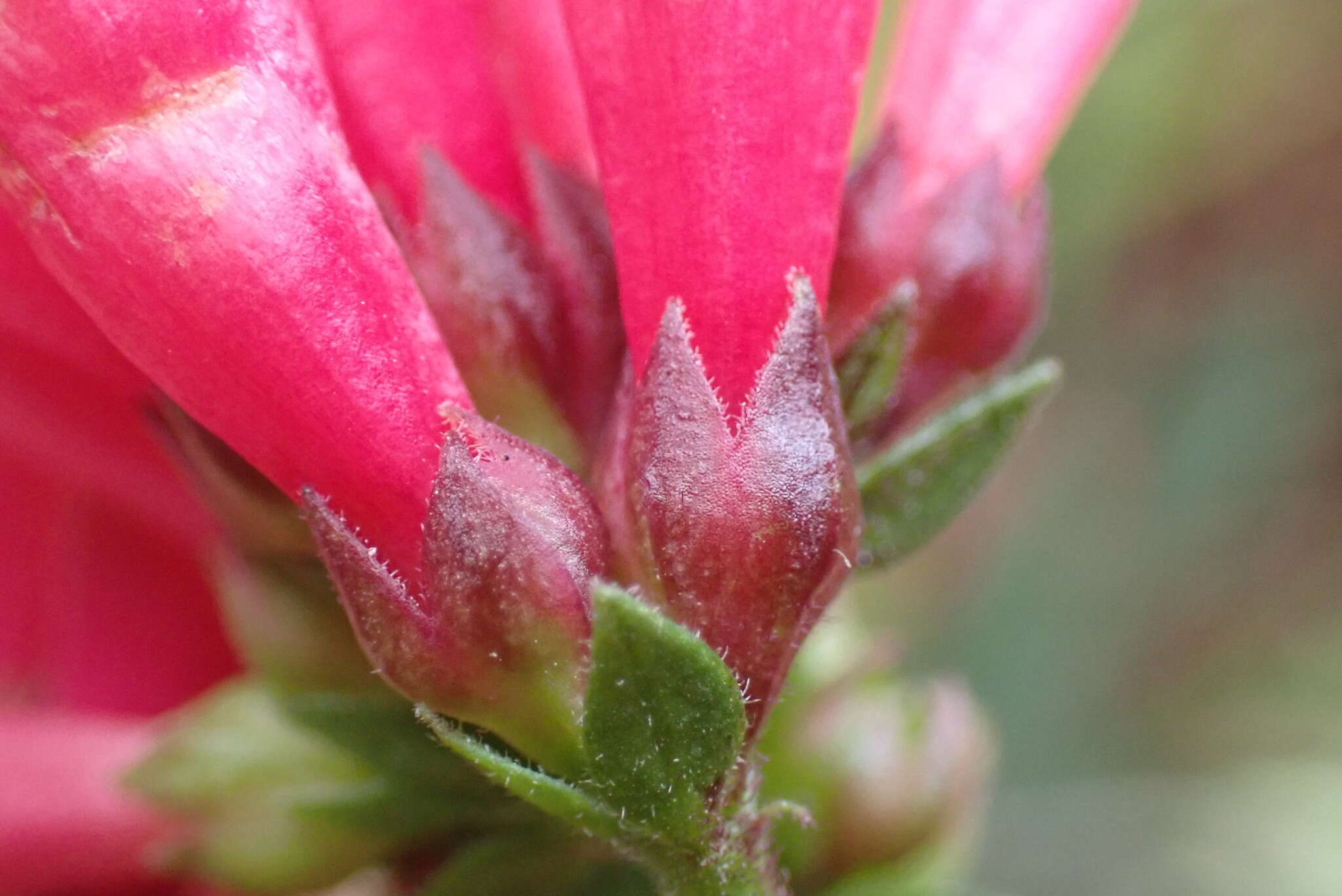 Image of purple cestrum