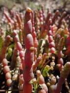 صورة Tecticornia indica (Willd.) K. A. Sheph. & Paul G. Wilson