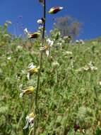 صورة Caulanthus coulteri (A. Gray ex S. Watson) S. Watson