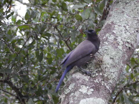 Image of Purplish Jay