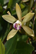 Image of Wormvine Orchid
