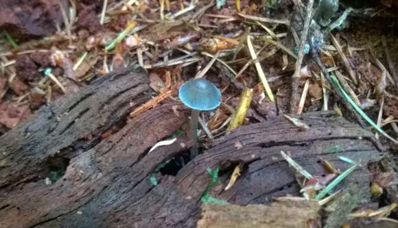 Image of Mycena amicta (Fr.) Quél. 1872