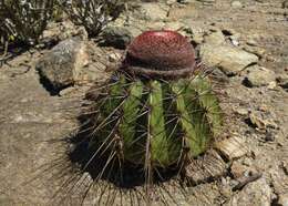 Image of Melocactus ernestii Vaupel