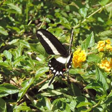 Image of Hector's swallowtail butterfly