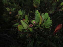 Image of Azara integrifolia Ruiz & Pav.