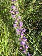 صورة Liatris spicata var. savannensis (Kral & G. L. Nesom) D. B. Ward