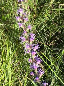 Image of savanna blazing star