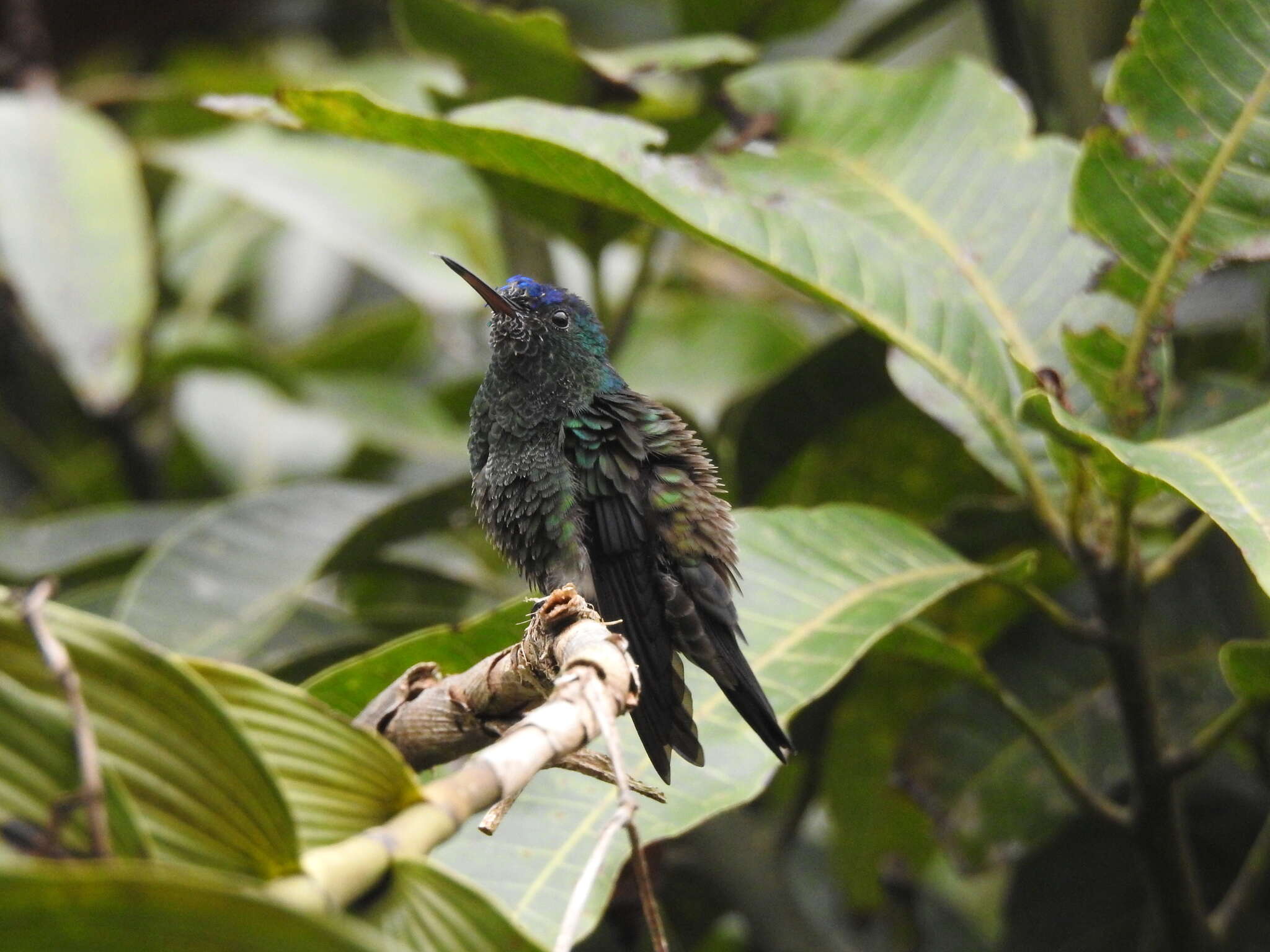 Image of Indigo-capped Hummingbird