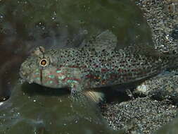 Image de Gnatholepis ophthalmotaenia (Bleeker 1854)