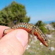 Image of Dalmatian Wall Lizard