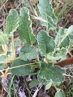 Imagem de Eriogonum nudum var. indictum (Jeps.) Reveal