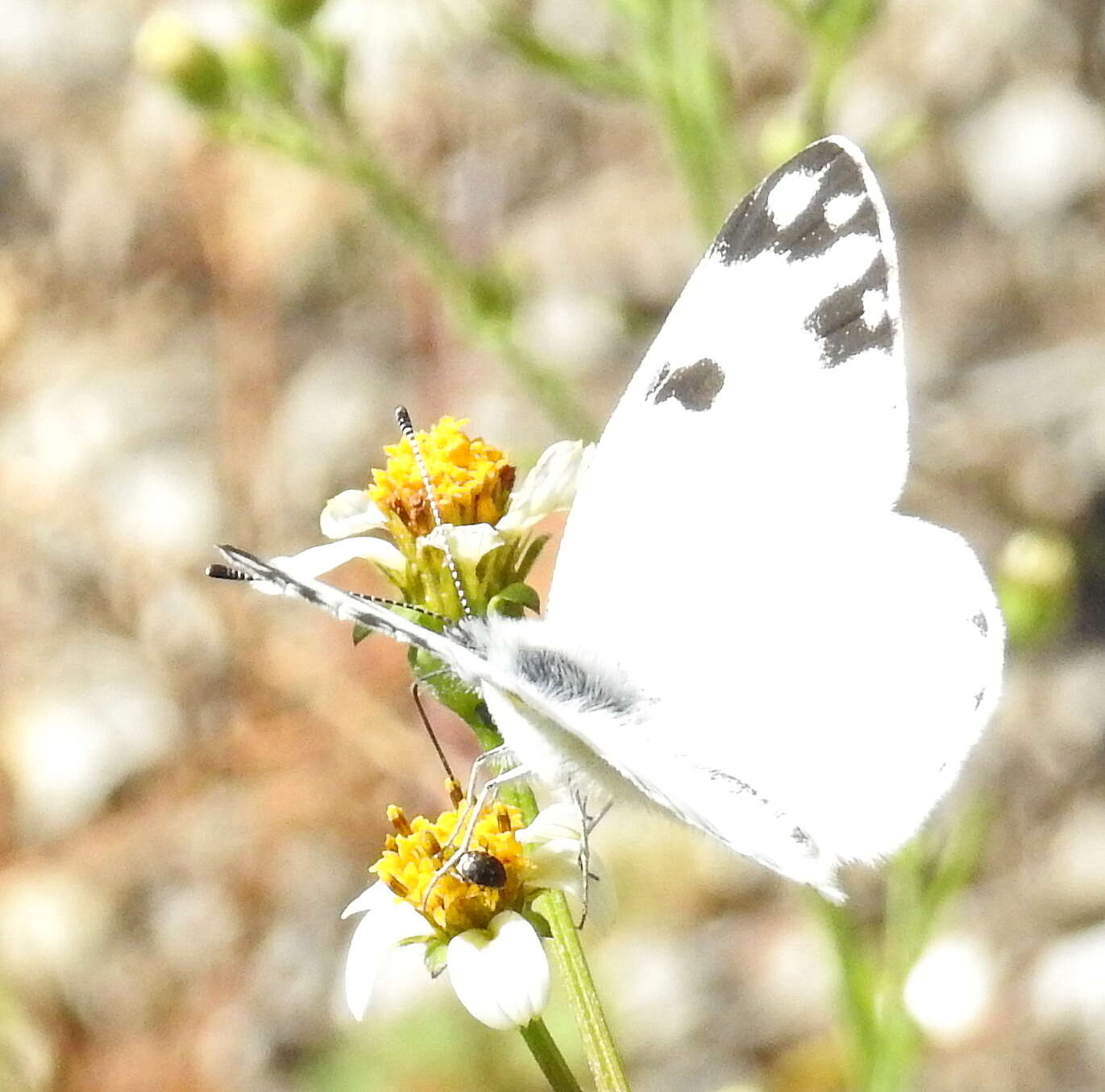 Image of Pontia helice (Linnaeus 1764)