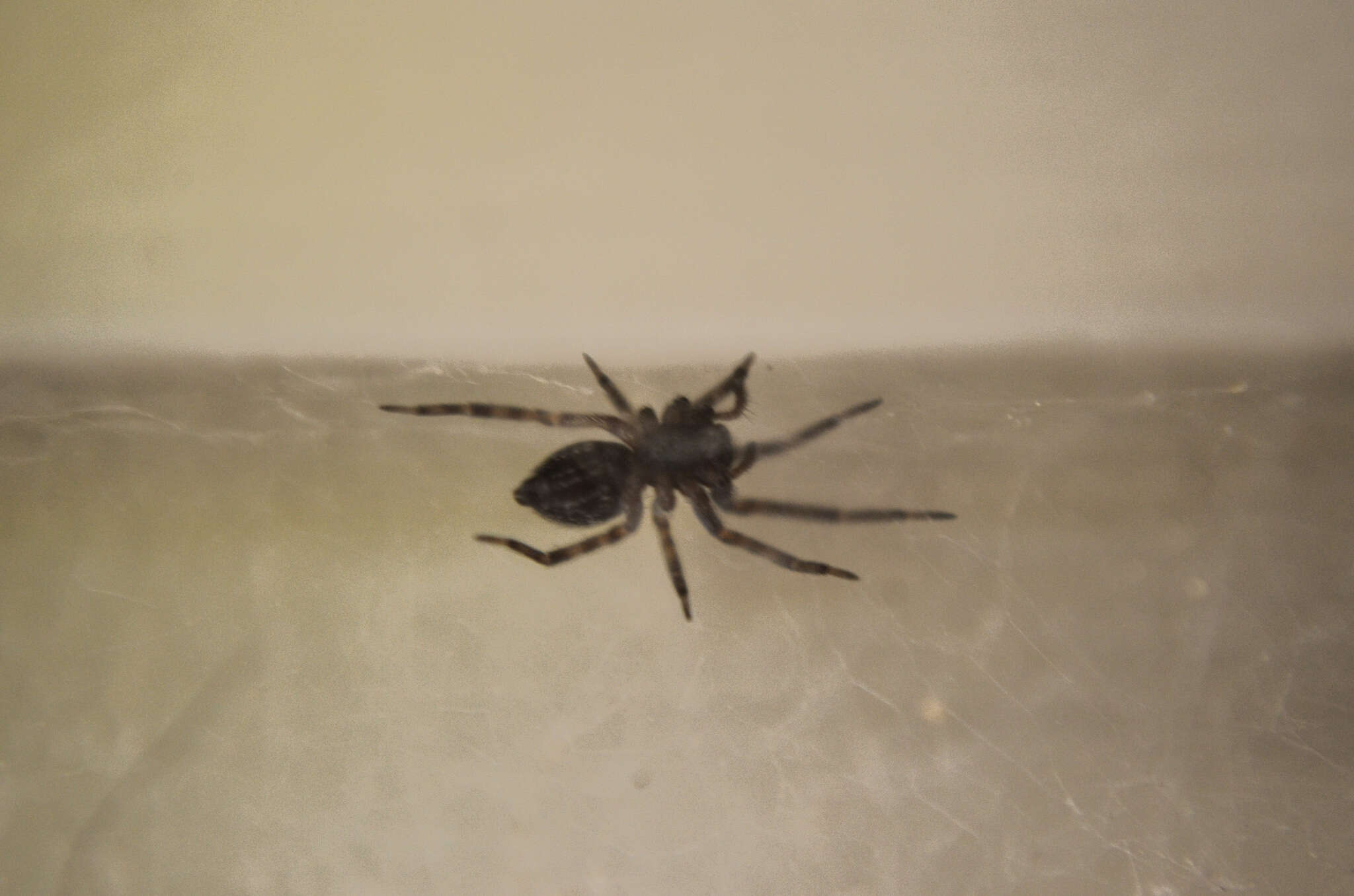 Image of Desid spider