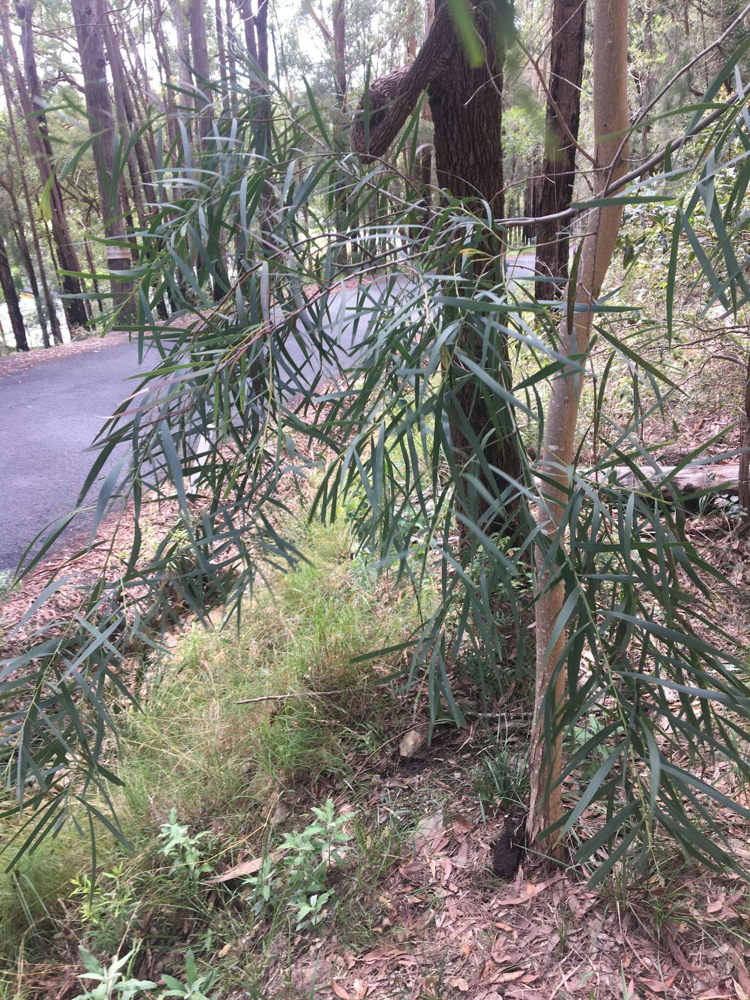 Image of Acacia courtii Tindale & Hersc.