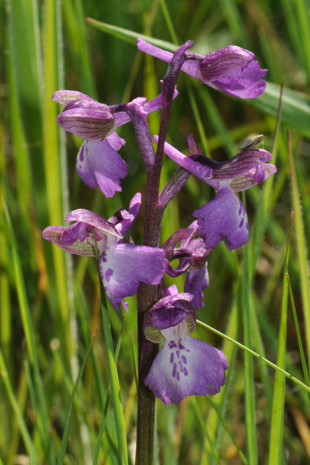 Image of Anacamptis alata (Fleury) H. Kretzschmar, Eccarius & H. Dietr.