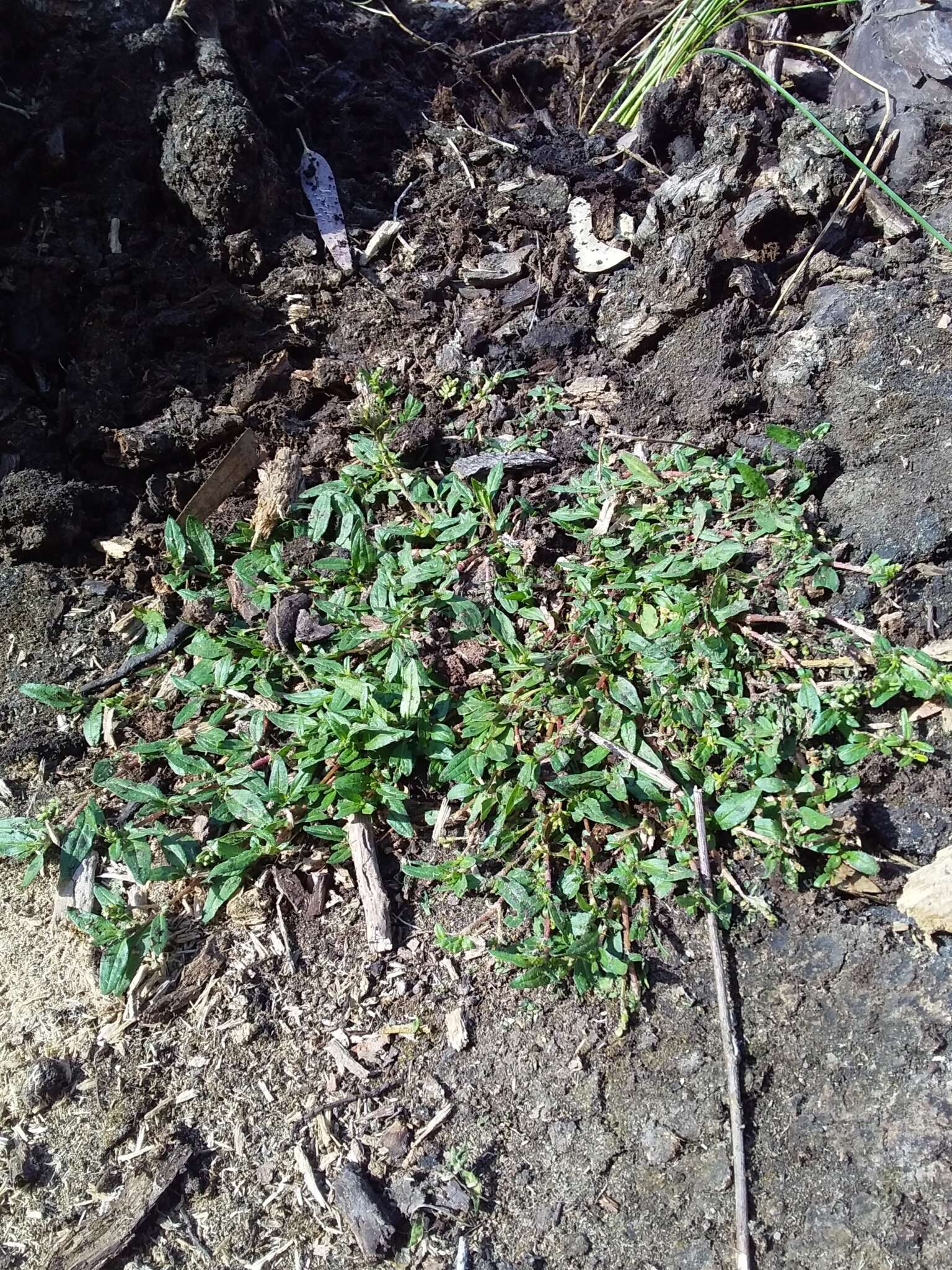 Sivun Persicaria prostrata (R. Br.) Sojak kuva