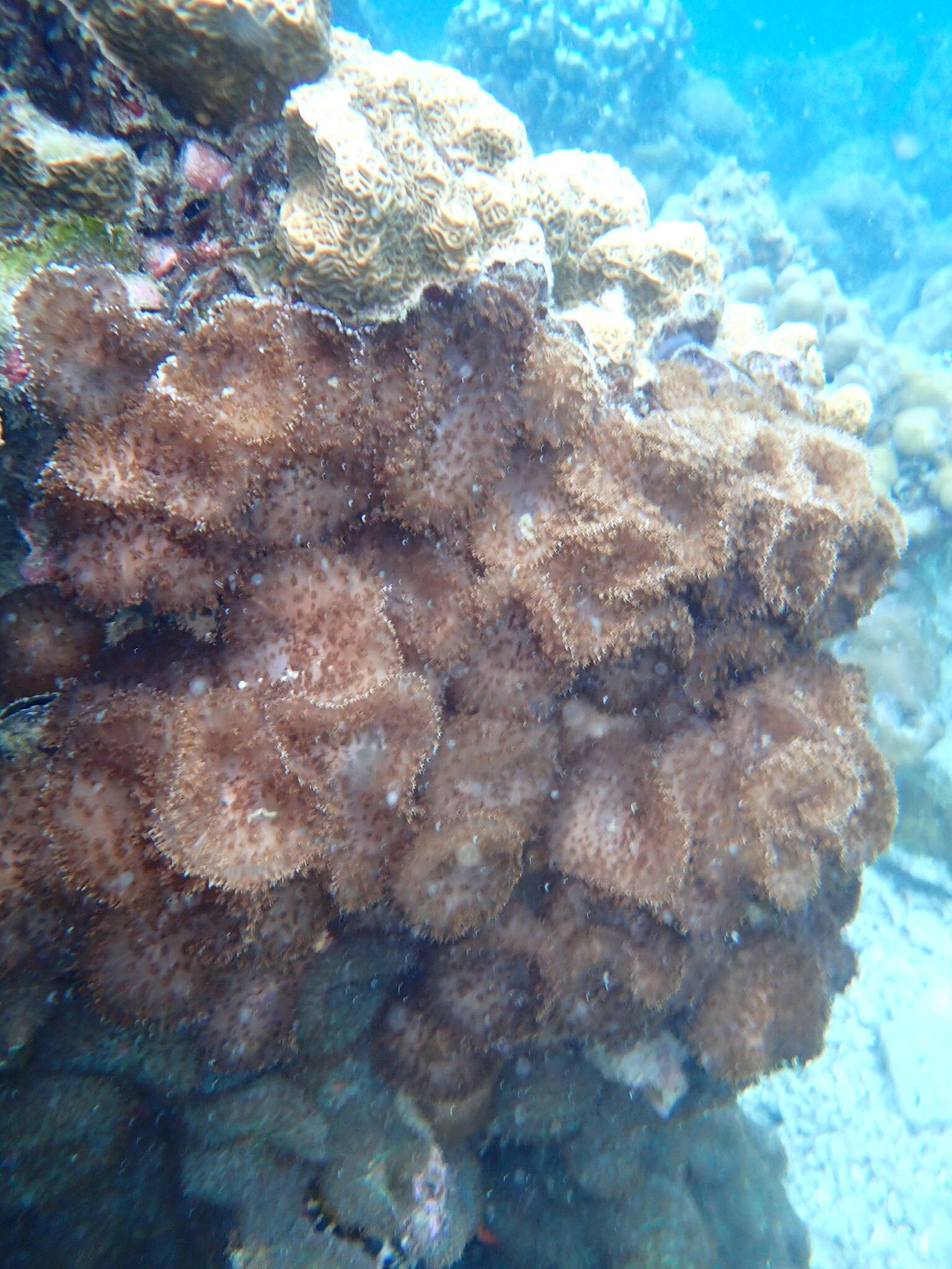 Image of red-mouth mushroom anemone