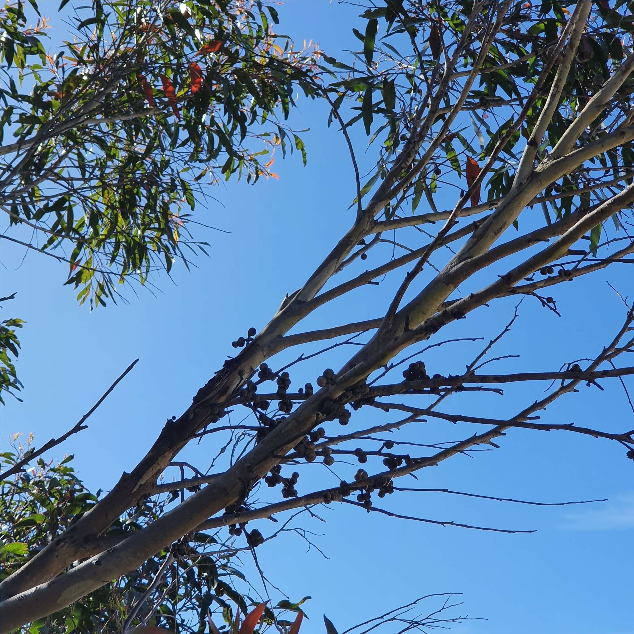 Image of Eucalyptus blaxlandii Maiden & Cambage