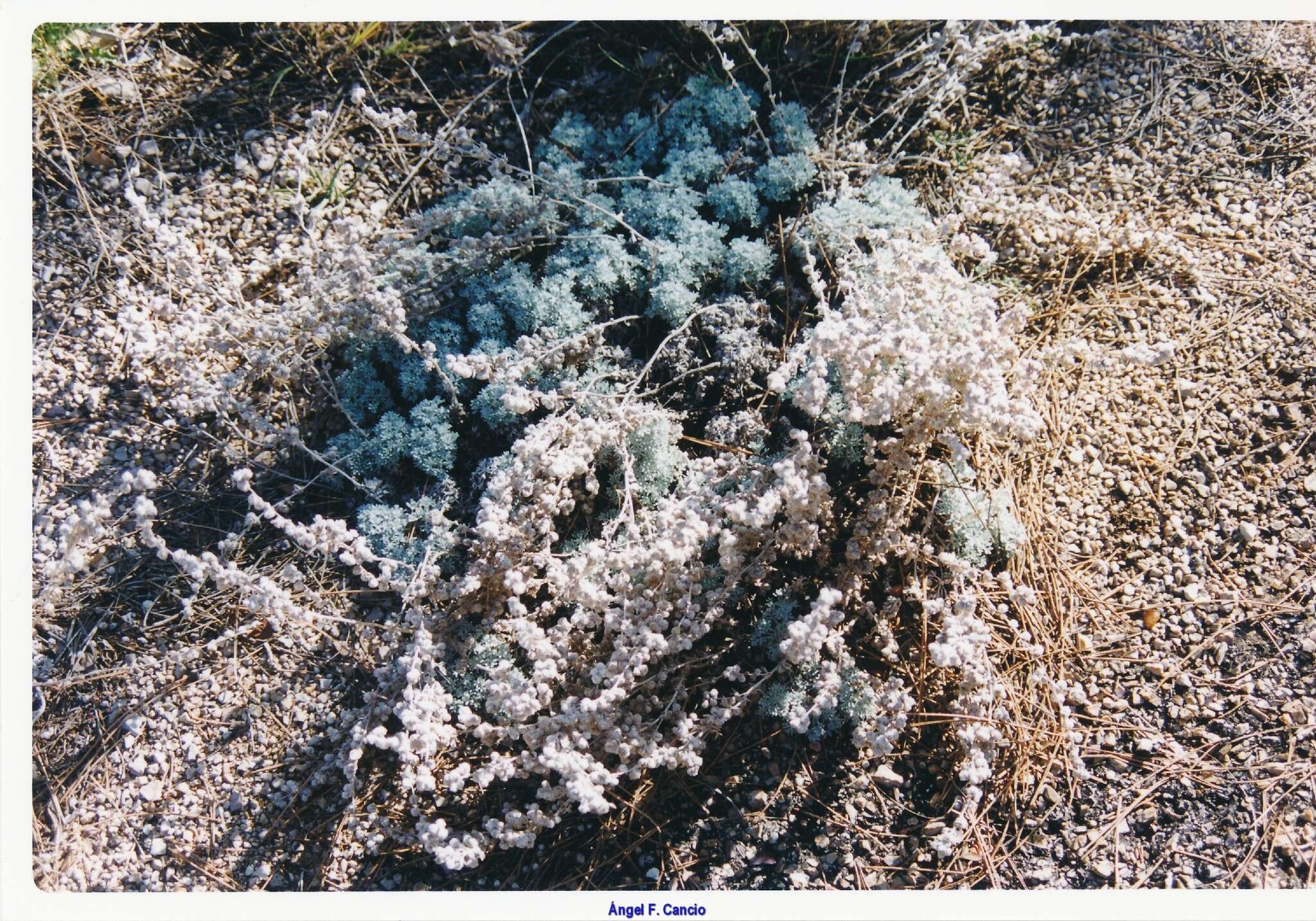 Image of Artemisia pedemontana subsp. assoana (Willk.) Rivas Mart.