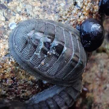 Image de Chiton cumingsii Frembly 1827