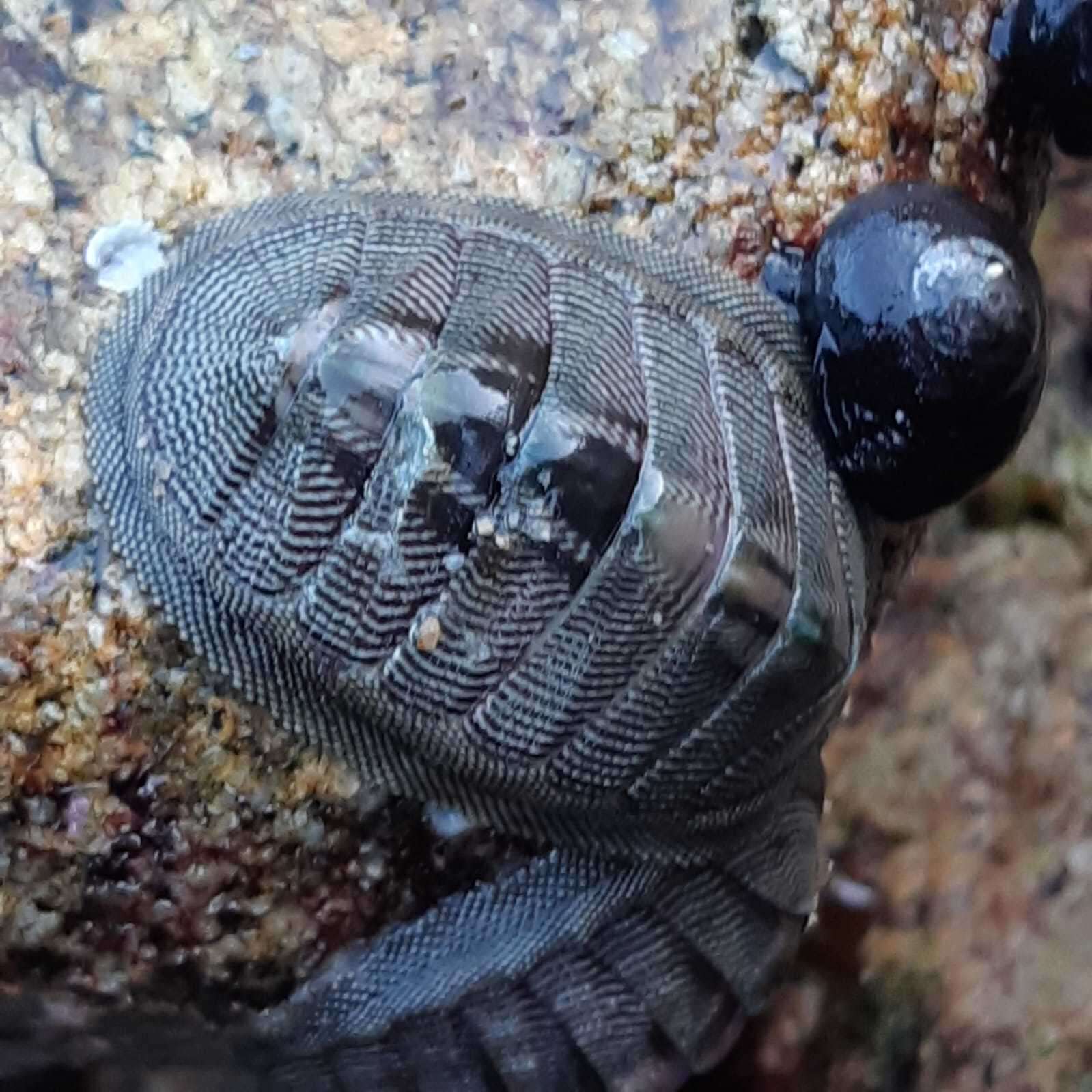 Image of Chiton cumingsii Frembly 1827