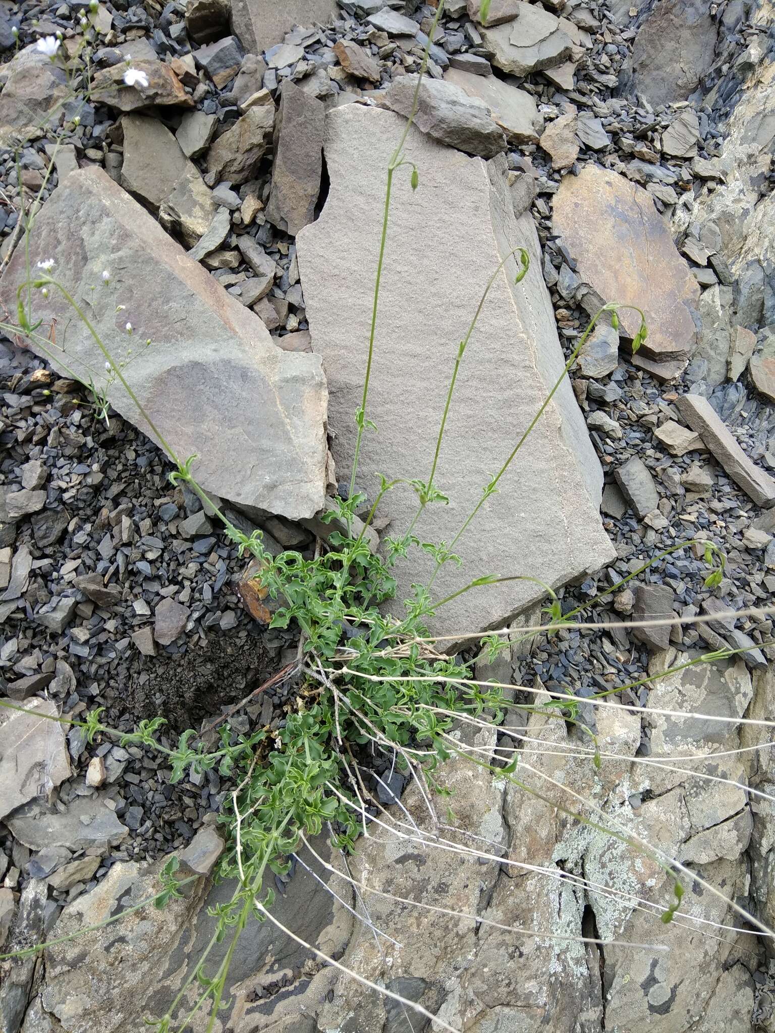 Image de Silene dagestanica Rupr.