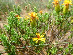 Sivun Pteronia elongata Thunb. kuva