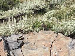 Image of Long-eared Chipmunk