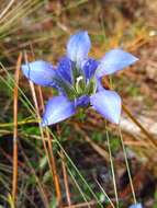 Image de Gentiana autumnalis L.