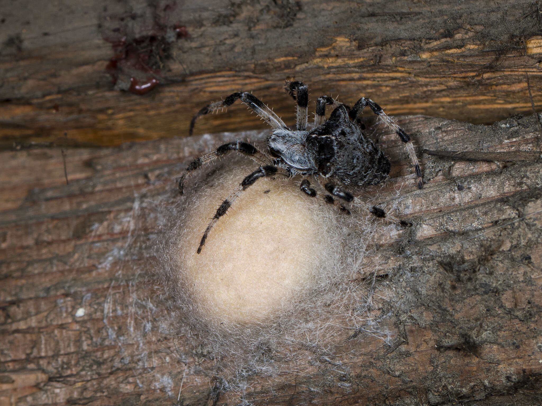 Imagem de Araneus tartaricus (Kroneberg 1875)