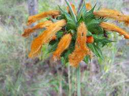 Image of Leonotis ocymifolia var. schinzii (Gürke) Iwarsson