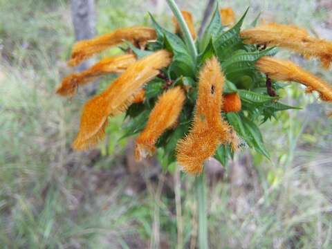 Leonotis ocymifolia var. schinzii (Gürke) Iwarsson resmi