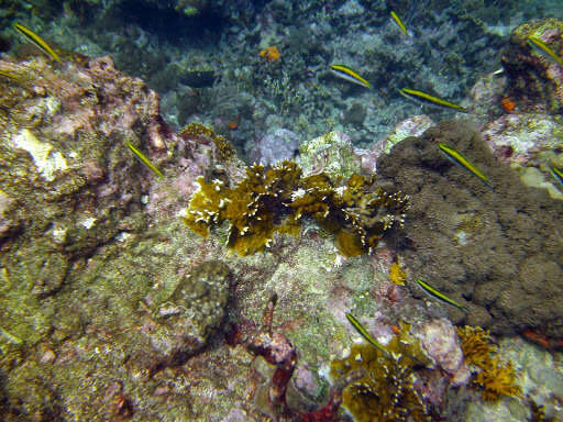 Plancia ëd Thalassoma bifasciatum (Bloch 1791)