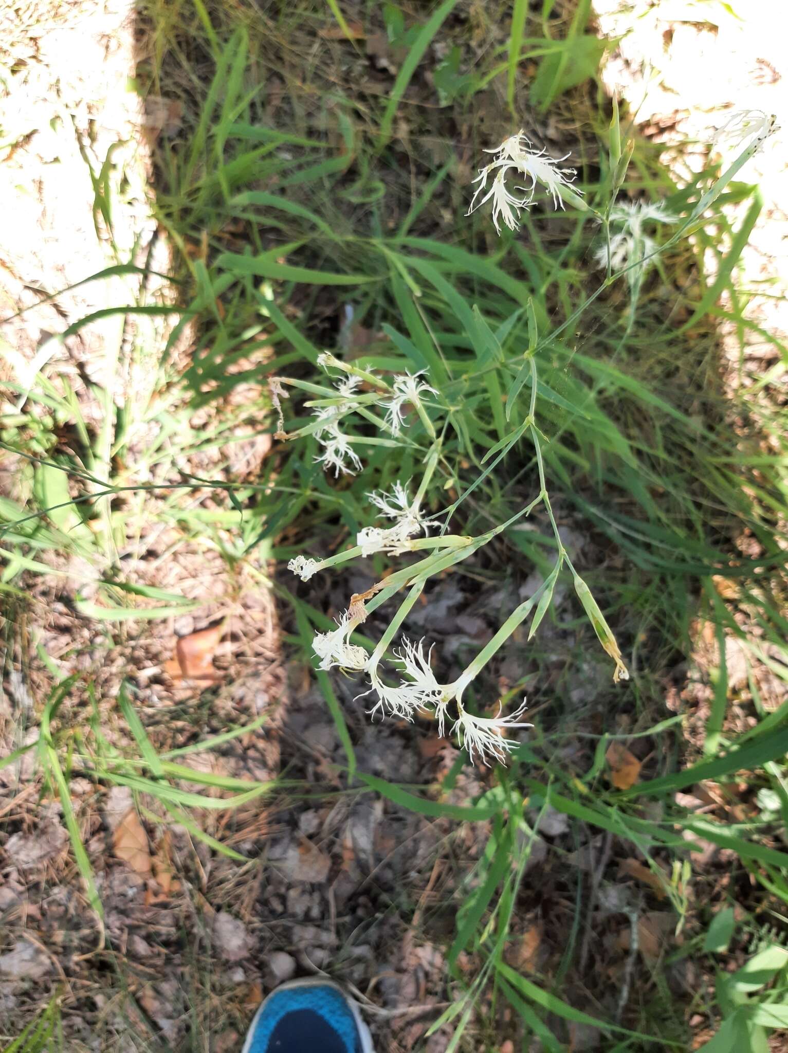 صورة Dianthus superbus subsp. stenocalyx (Trautv.) Kleopow