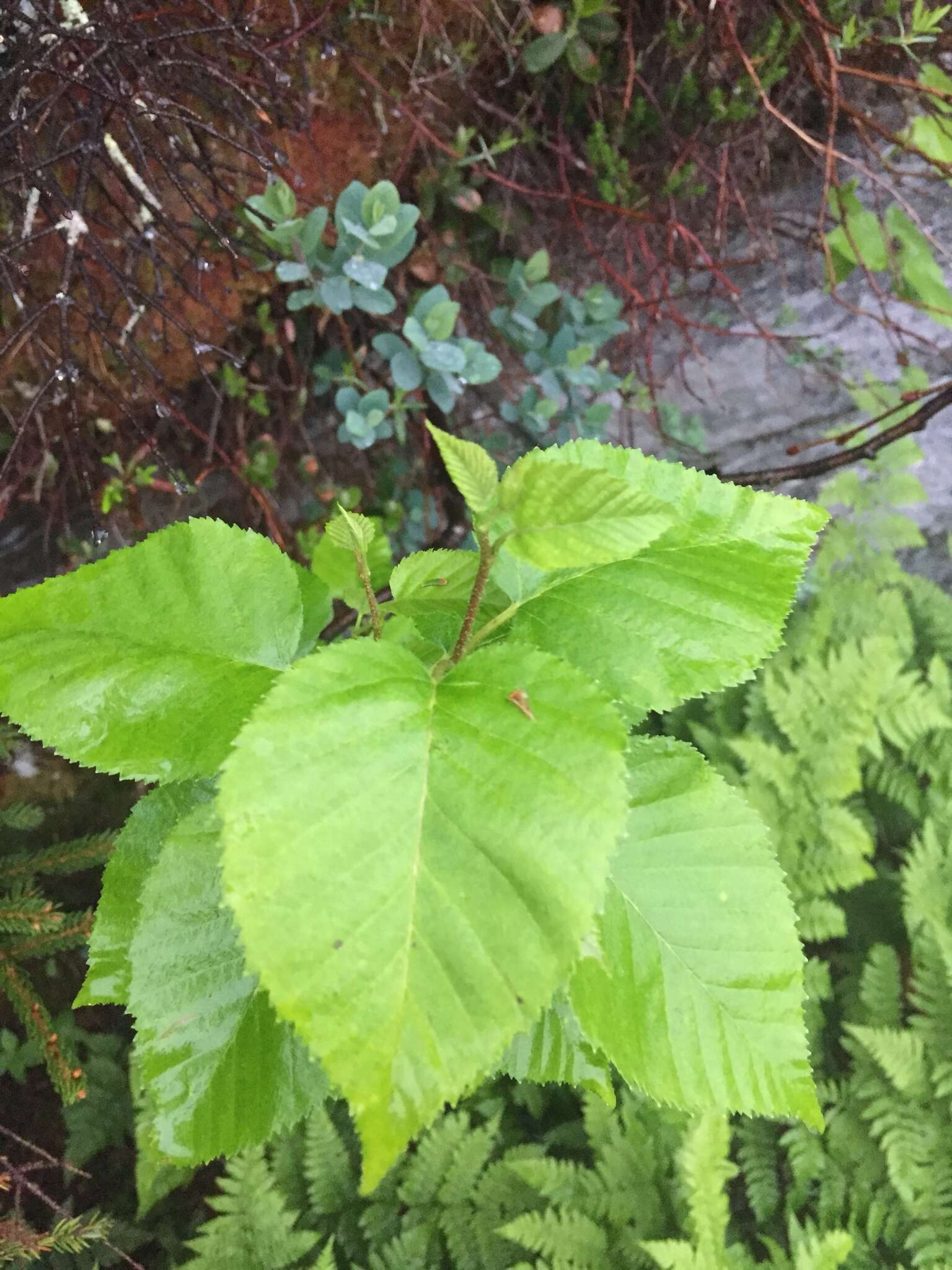 Image of Hearleaf Birch