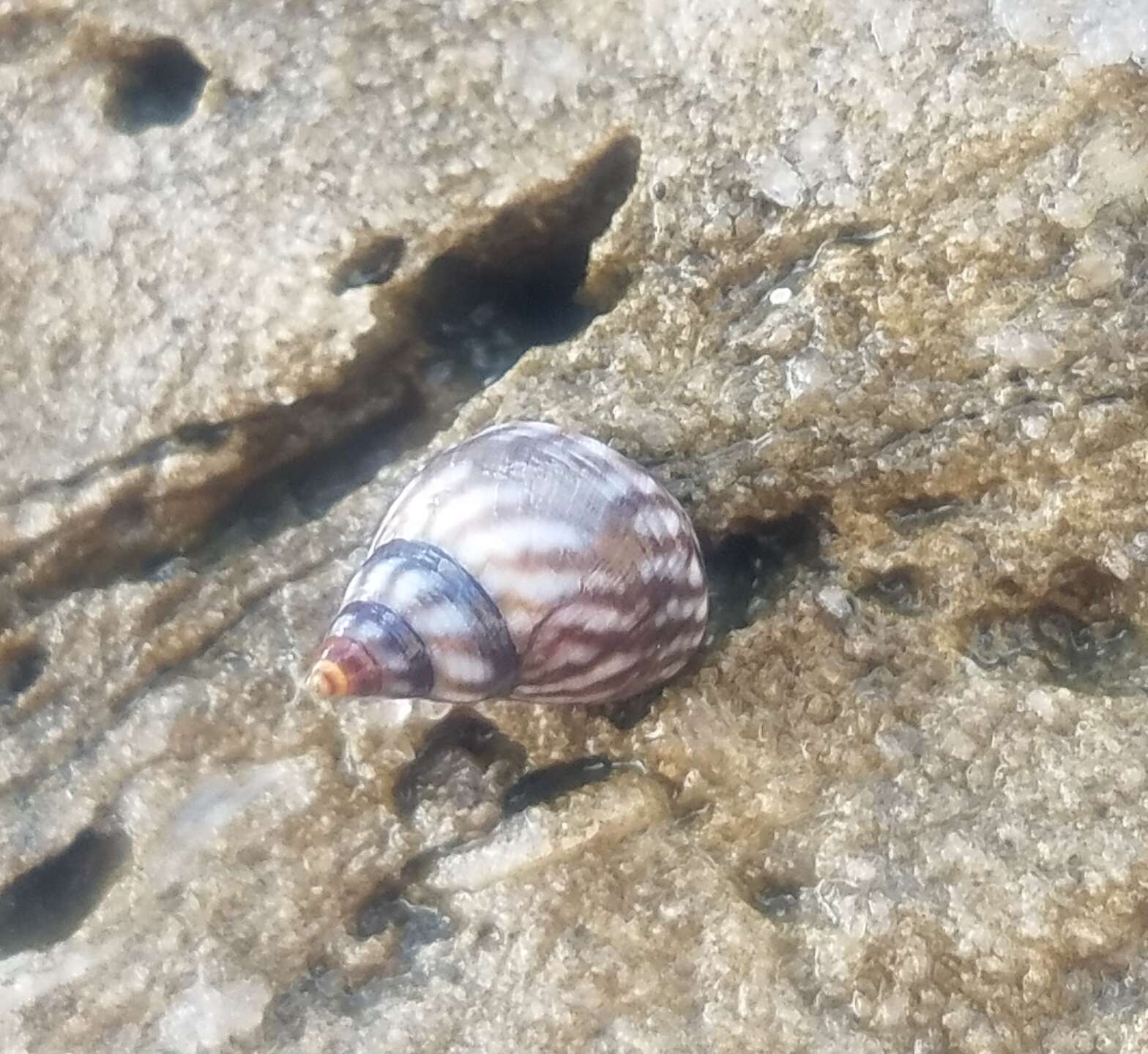 Image of Echinolittorina placida Reid 2009