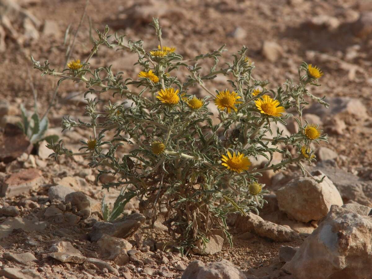 Image of Asteriscus graveolens (Forsk.) Less.