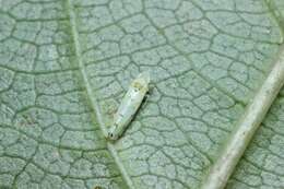 Plancia ëd Limassolla (Limassolla) multipunctata (Matsumura 1920)