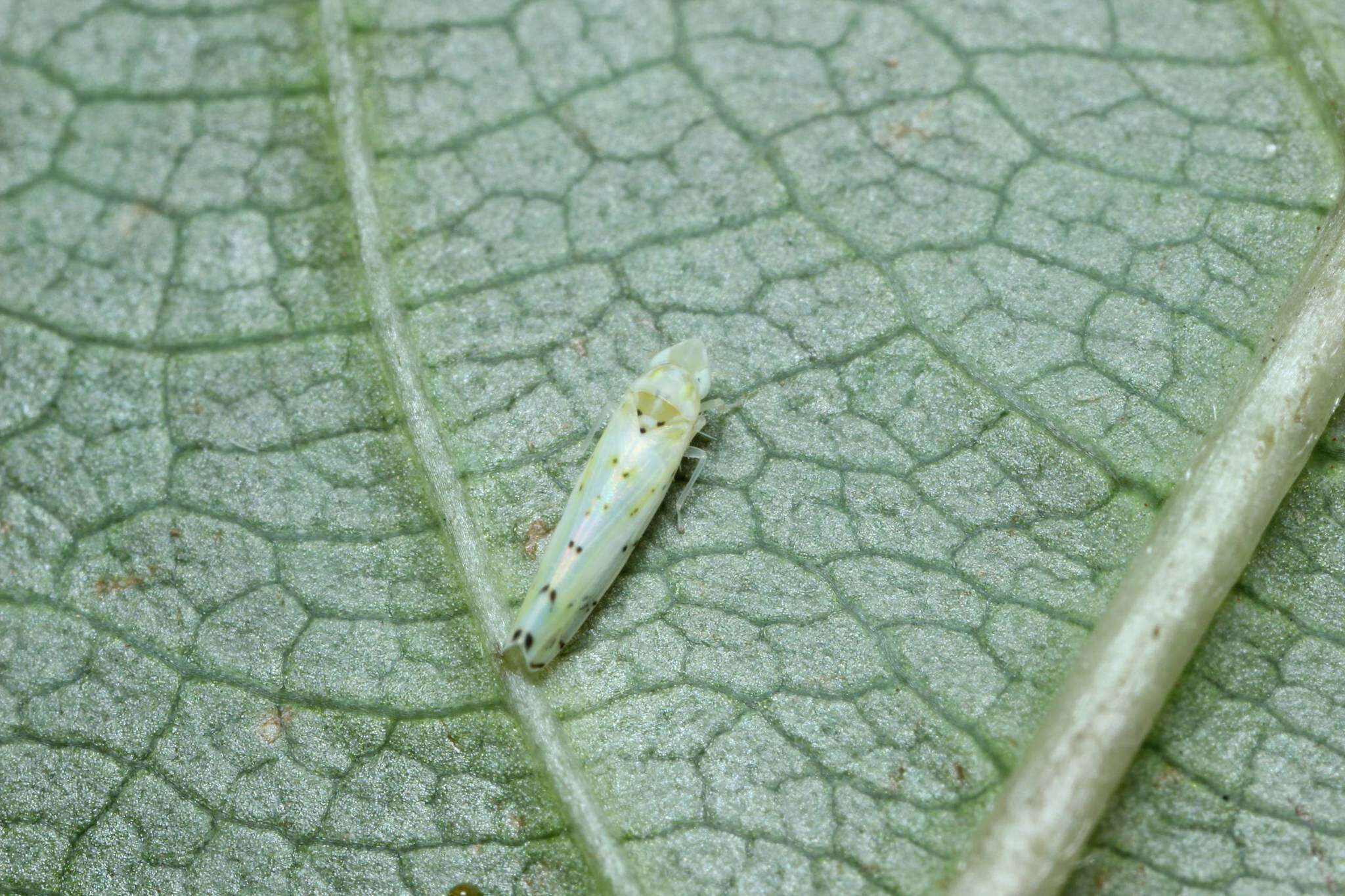 Plancia ëd Limassolla (Limassolla) multipunctata (Matsumura 1920)