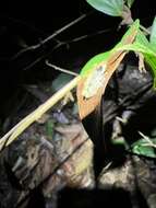 Image of Pristimantis ventrimarmoratus (Boulenger 1912)