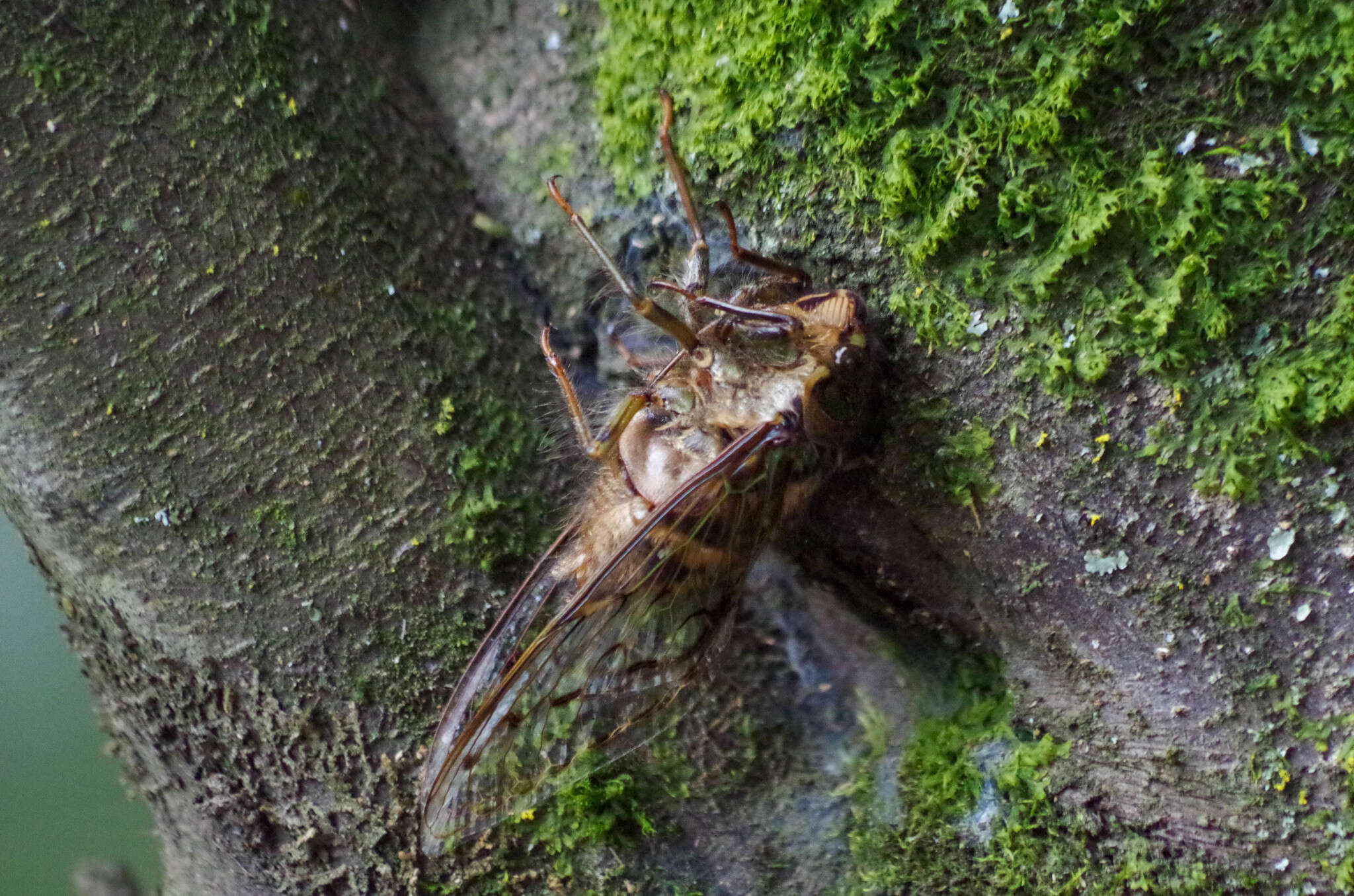 Image of Pachypsaltria cinctomaculata (Stal 1854)