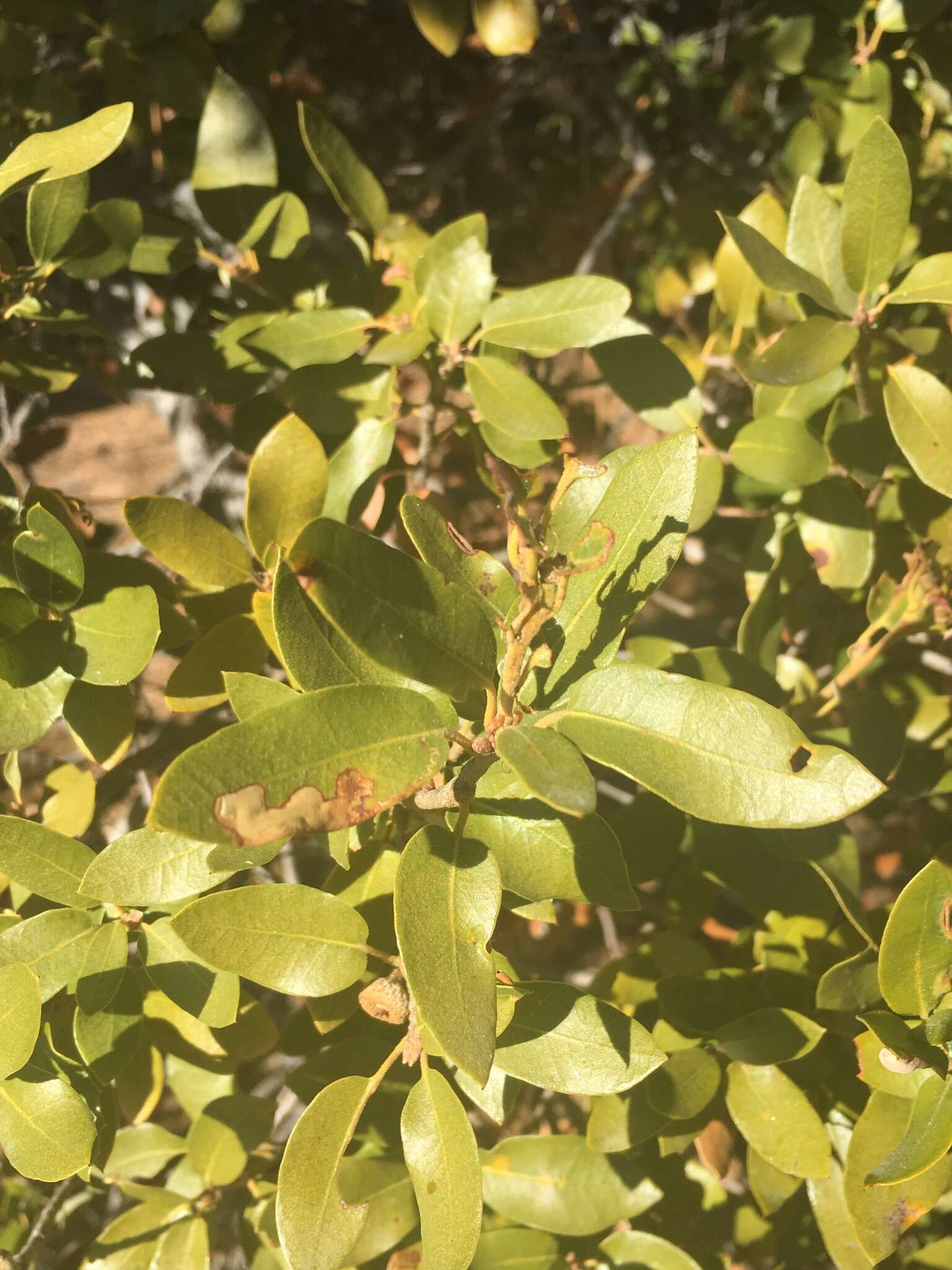 Image of Huckleberry Oak